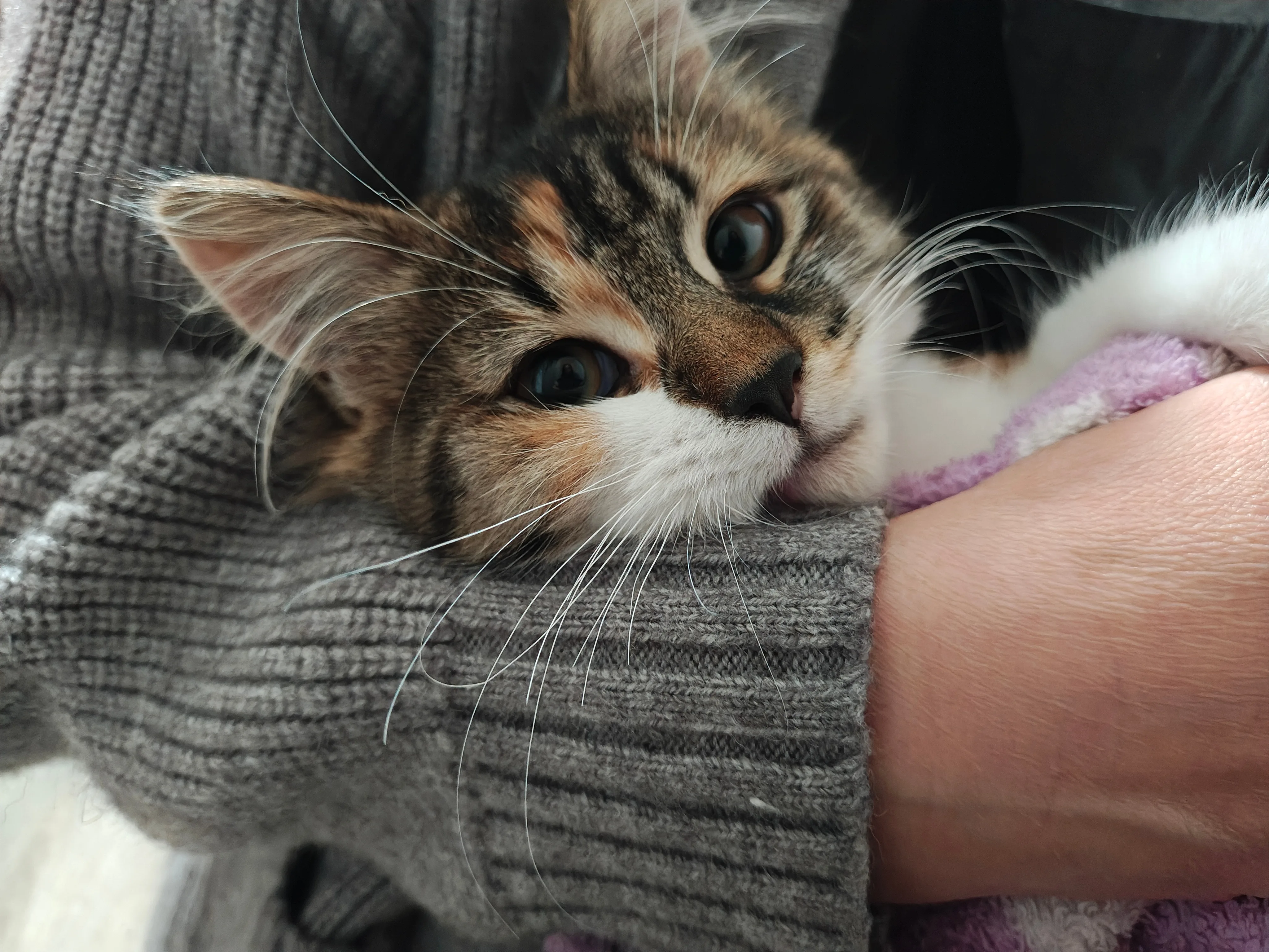 cat2.jpg