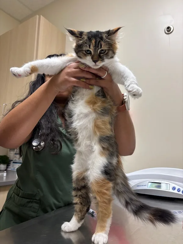 cat3