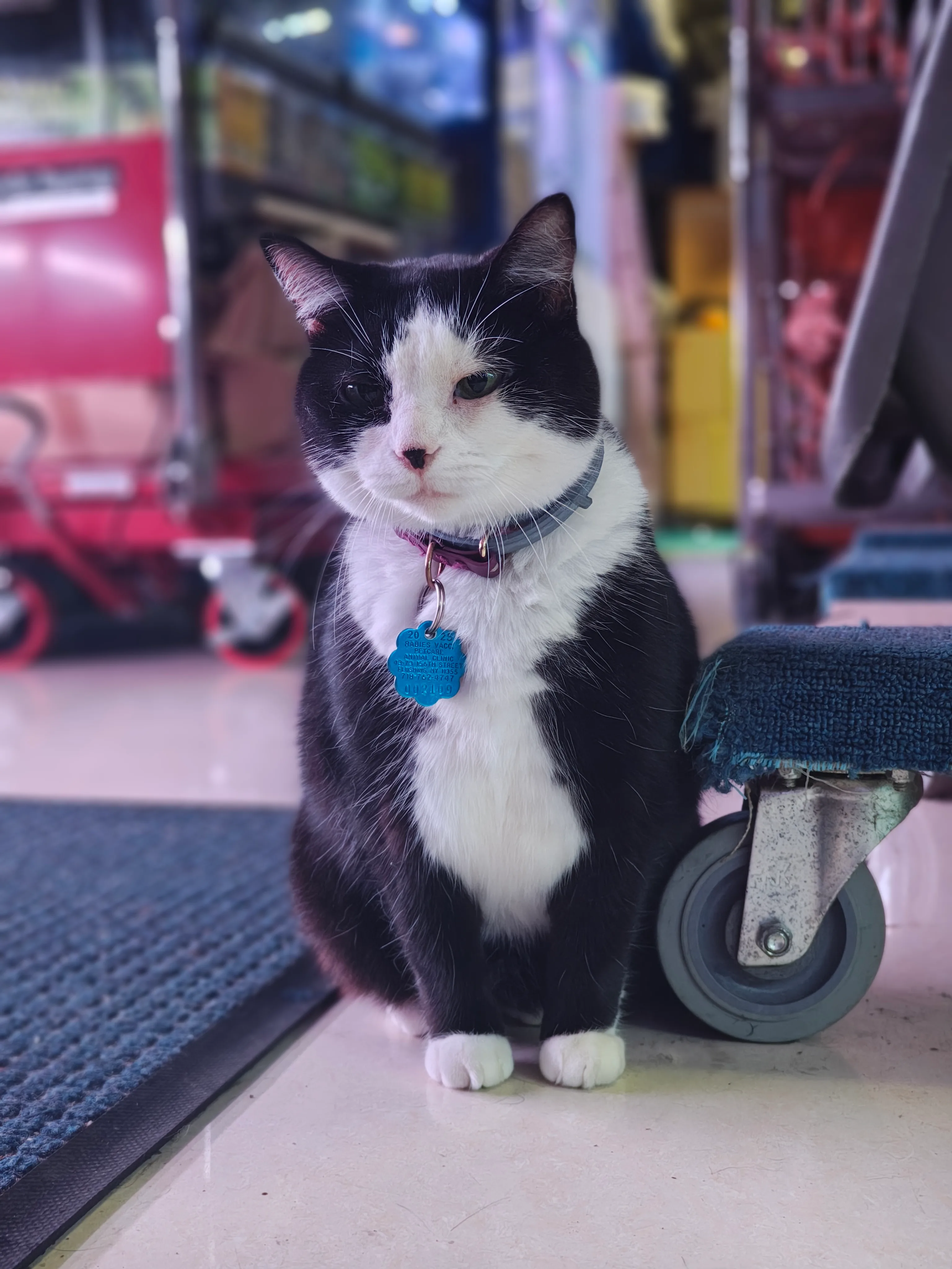 cat5